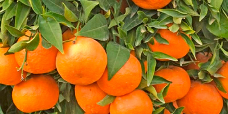Frutas Chantada naranjas en árbol 